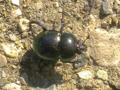 Trypocopris pyrenaeus