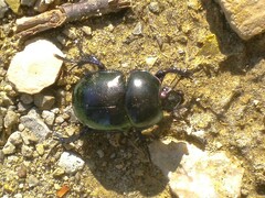 Trypocopris pyrenaeus