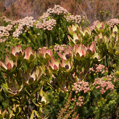 Leucadendron gandogeri
