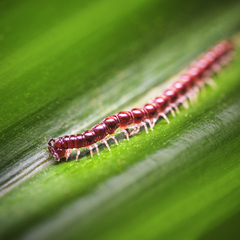 Helicorthomorpha holstii