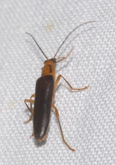 Nacerdes carniolica