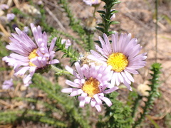 Felicia echinata