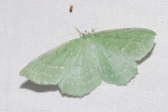 Geometra papilionaria