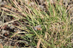 Arctesthes catapyrrha