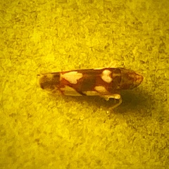 Erythroneura elegans