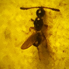Diapriinae