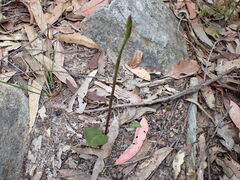 Cryptostylis leptochila