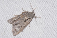 Acronicta psi