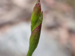 Cryptostylis leptochila