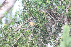 Telophorus olivaceus