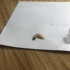 Tineola bisselliella