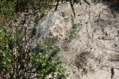 Stegodyphus dumicola