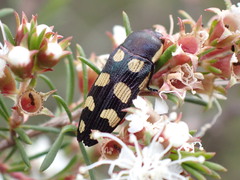 Castiarina decemmaculata