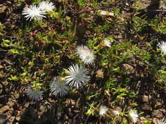 Mesembryanthemum brevicarpum