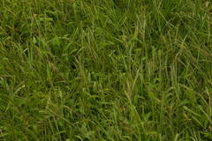 Digitaria velutina
