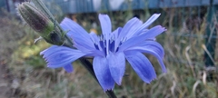 Cichorium intybus