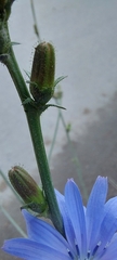 Cichorium intybus