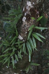 Pyrrosia confluens