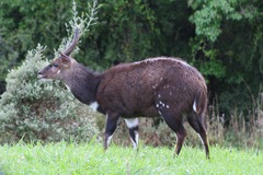 Tragelaphus sylvaticus sylvaticus