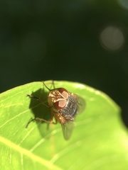 Calliphoridae
