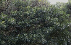 Ficus rubiginosa