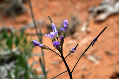 Boechera quadrangulensis