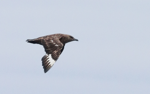 Great Skua
