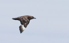 Stercorarius skua
