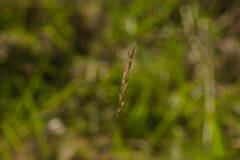 Anthoxanthum odoratum