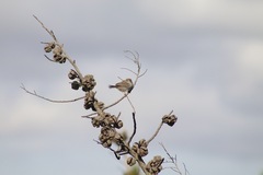 Cisticola fulvicapilla