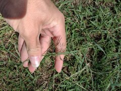 Eragrostis tenuifolia