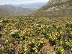 Leucadendron gandogeri