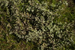 Helichrysum petiolare