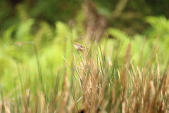 Cisticola anonymus