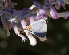 Strymon melinus pudica