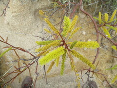 Elephantorrhiza suffruticosa image