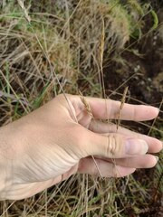 Anthoxanthum odoratum