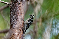 Yungipicus canicapillus