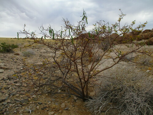 Image of Entada rangei by no rights reserved