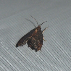 Condica illecta