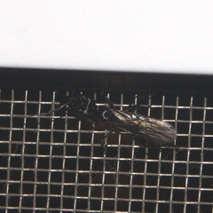 Odontomachus