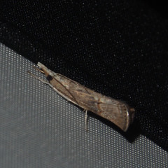 Culladia hastiferalis