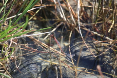 Xanthocnemis zealandica