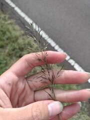 Eragrostis tenuifolia