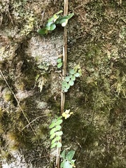 Metrosideros diffusa