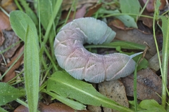 Marumba quercus