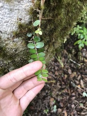 Metrosideros diffusa