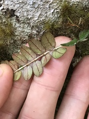 Metrosideros diffusa