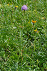 Traunsteinera globosa