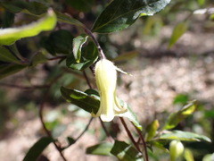 Billardiera scandens